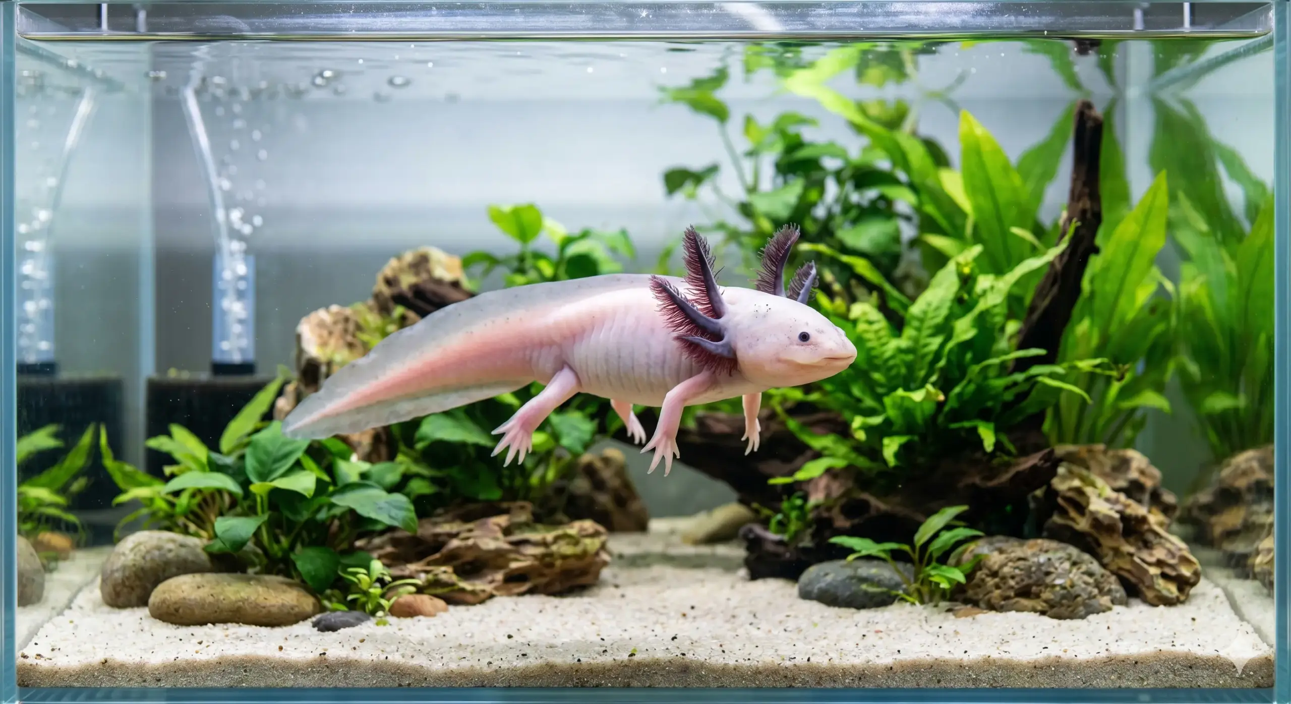 Axolotl Can Regrow Its Heart