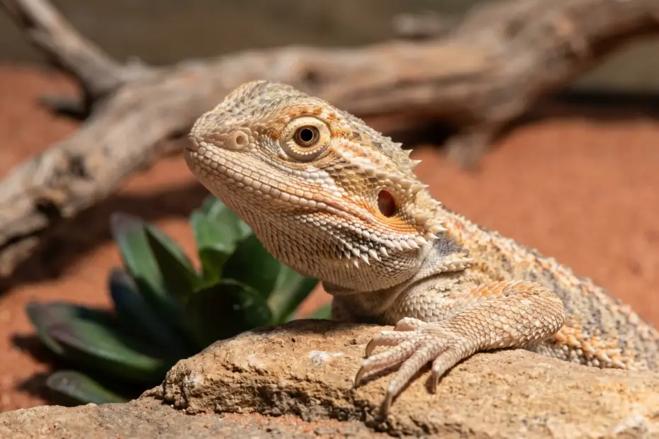 Baby Bearded Dragon