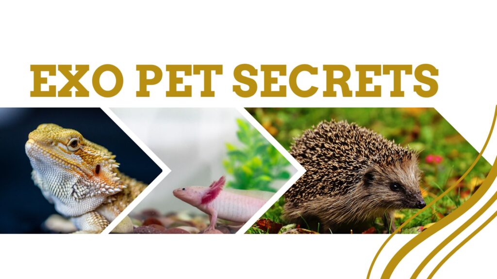 About Exopetsecrets 1 exopetsecrets