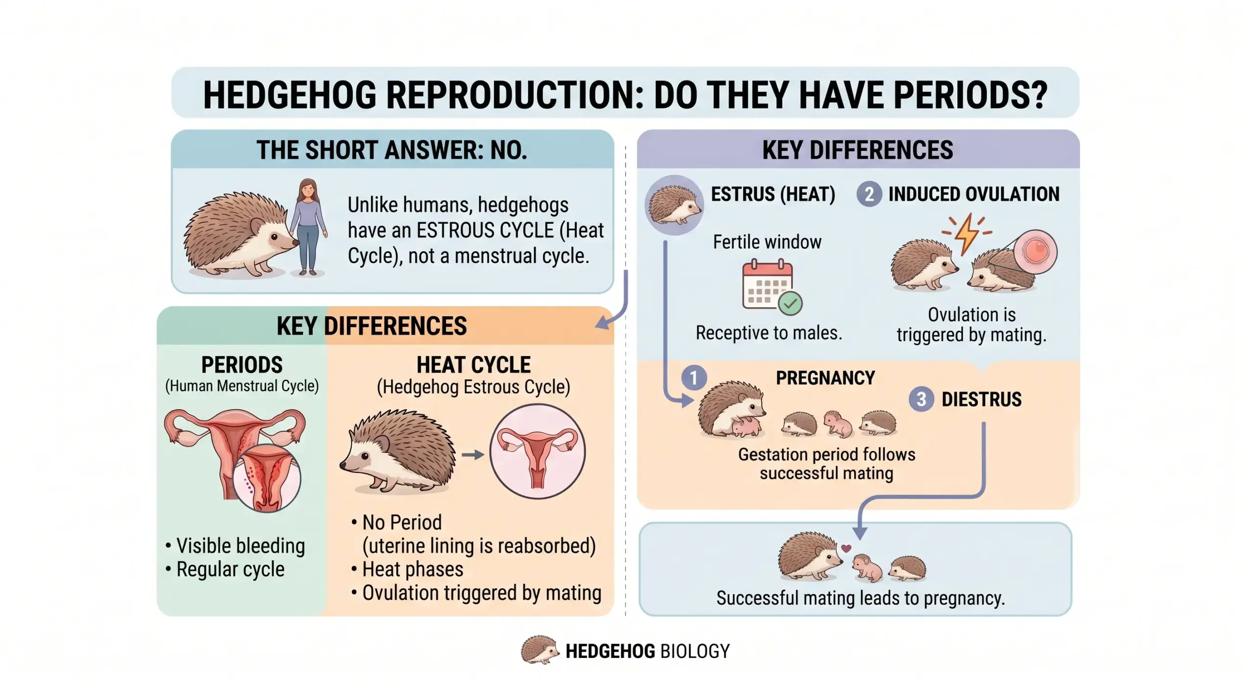 Do Female Hedgehogs Have Periods