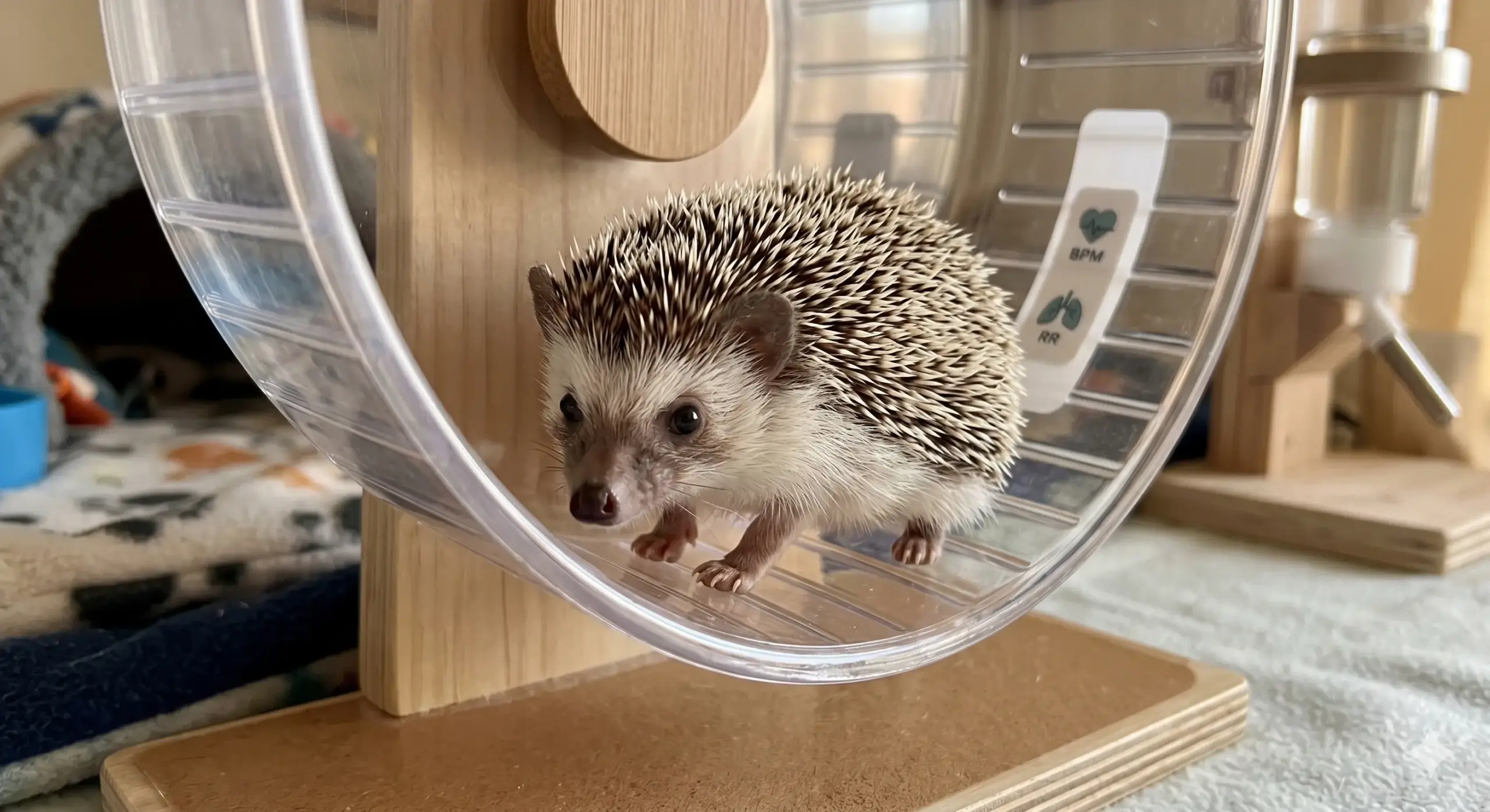 Do Female Hedgehogs Have Periods