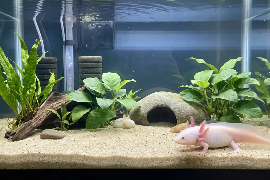 Why is My Axolotl Floating