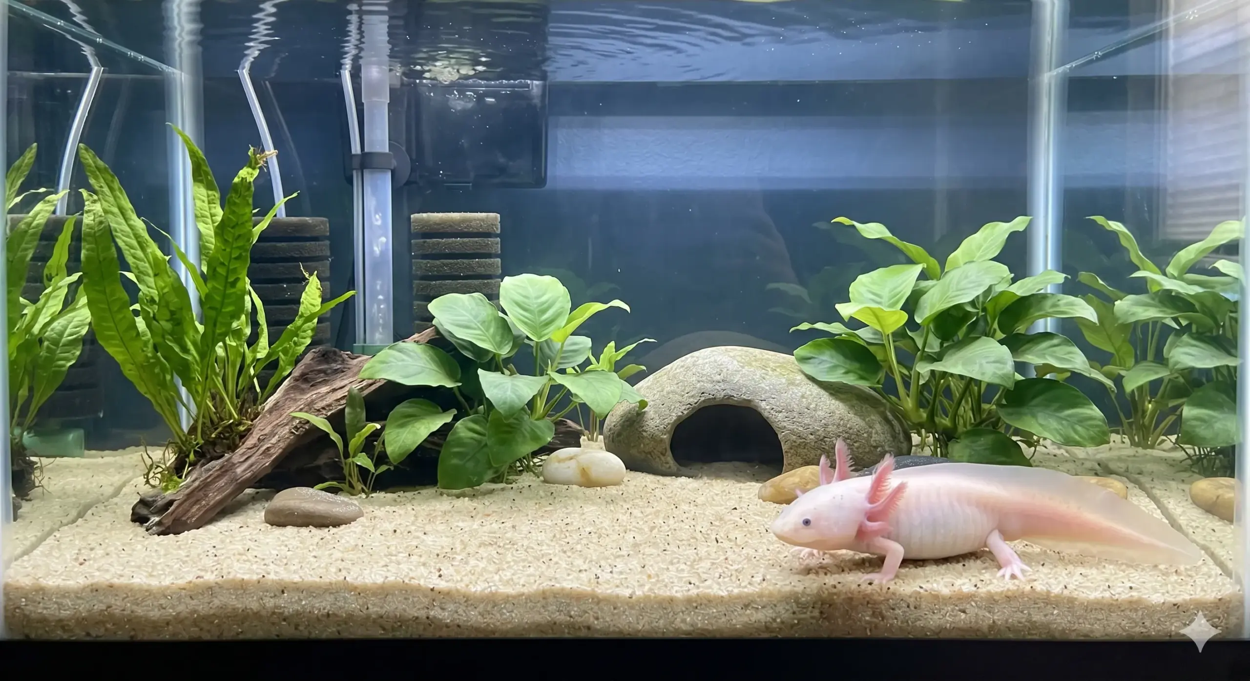 Why is My Axolotl Floating