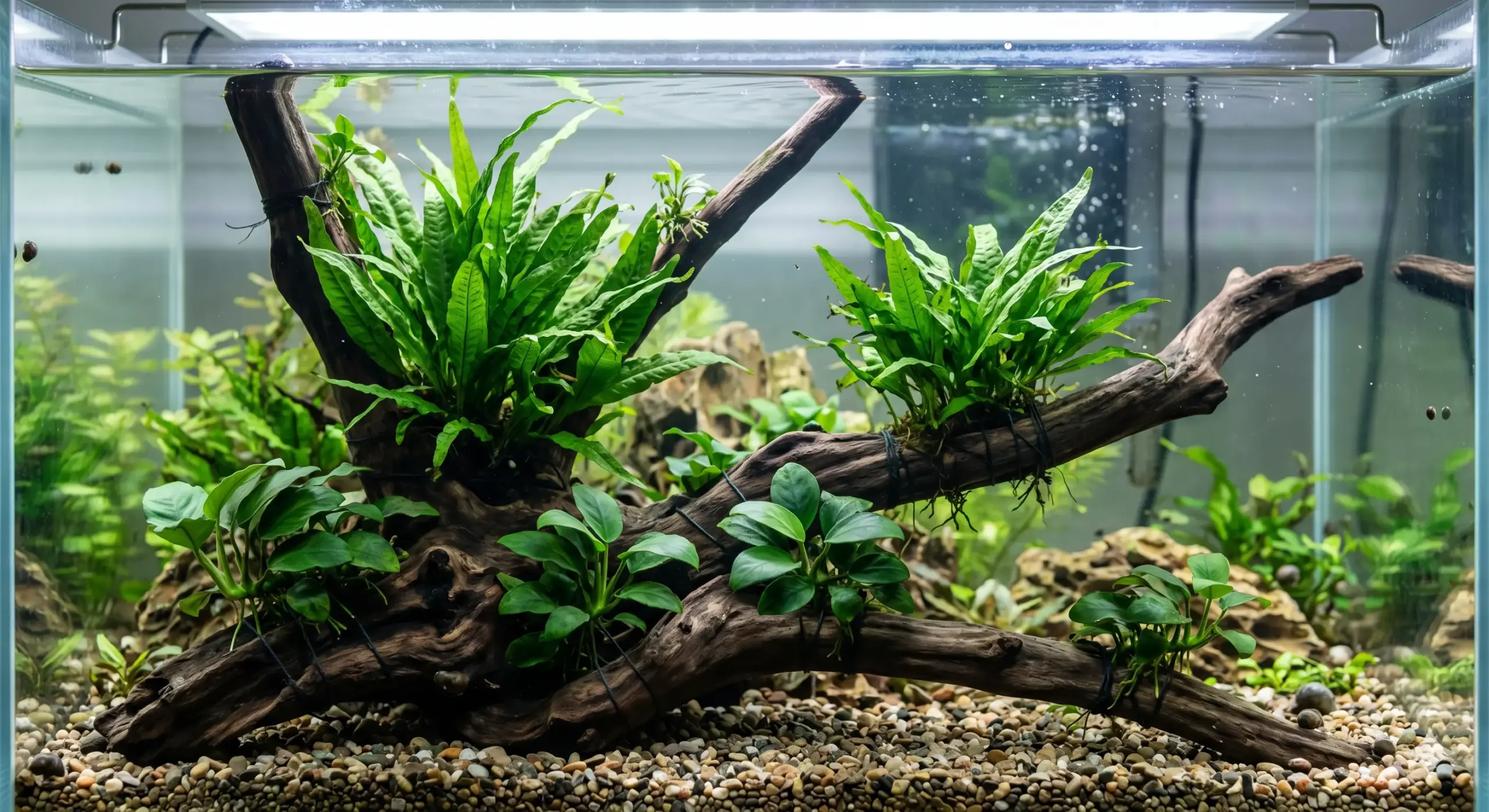 Lush green live Java Fern and Anubias aquatic plants tied securely to smooth driftwood inside a cool water tank
