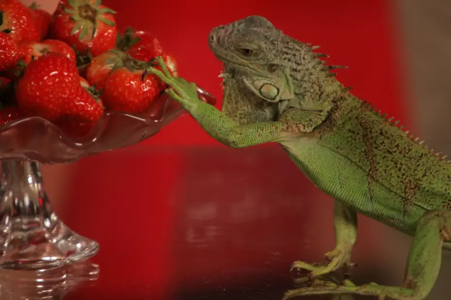 How Often Can Bearded Dragons Eat Strawberries