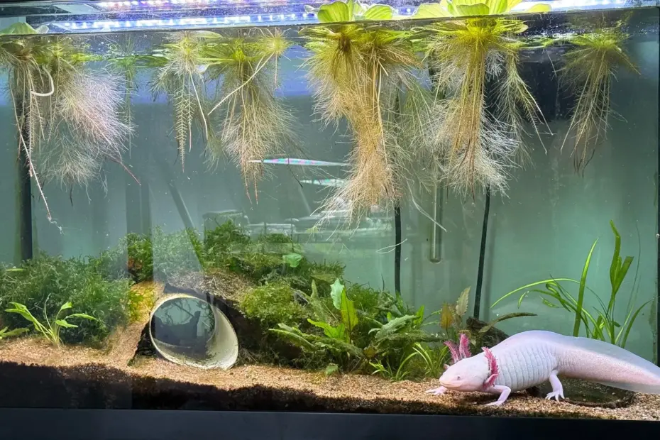 are axolotl dangerous to dogs