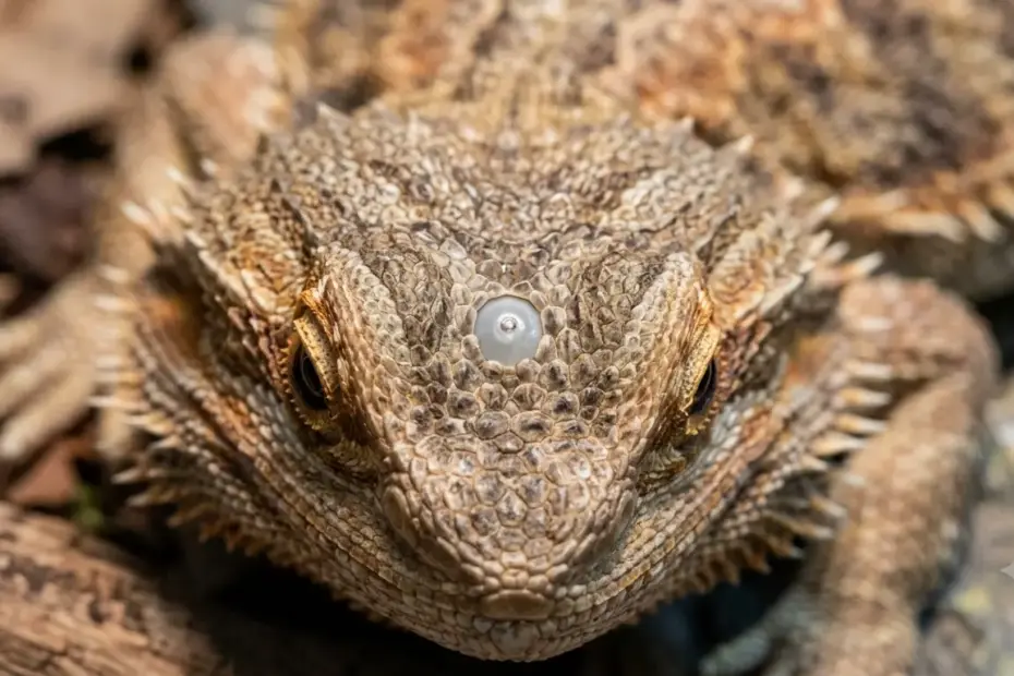 bearded dragon third eye close up