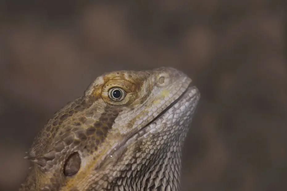 bearded dragon third eye function